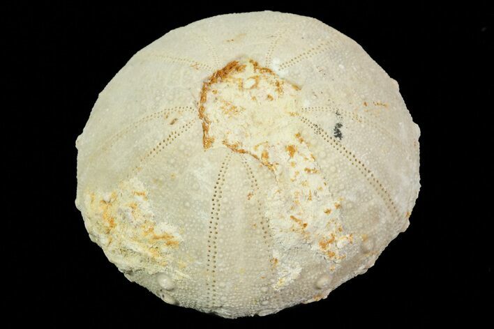 Heterodiadema Fossil Echinoid (Sea Urchin) - Morocco #69818